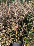 Corokia 'Frosted Chocolate'