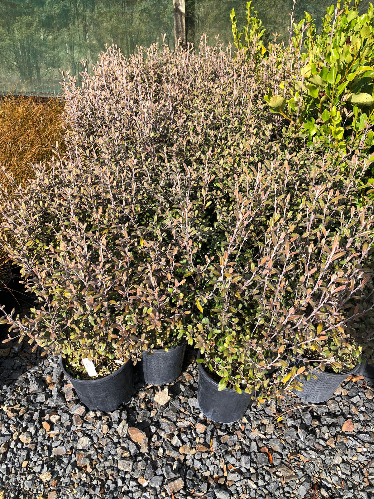 Corokia Frosted Chocolate