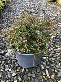 Coprosma 'Taiko'