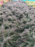 Coprosma 'Taiko'