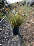 Carex dipsacea