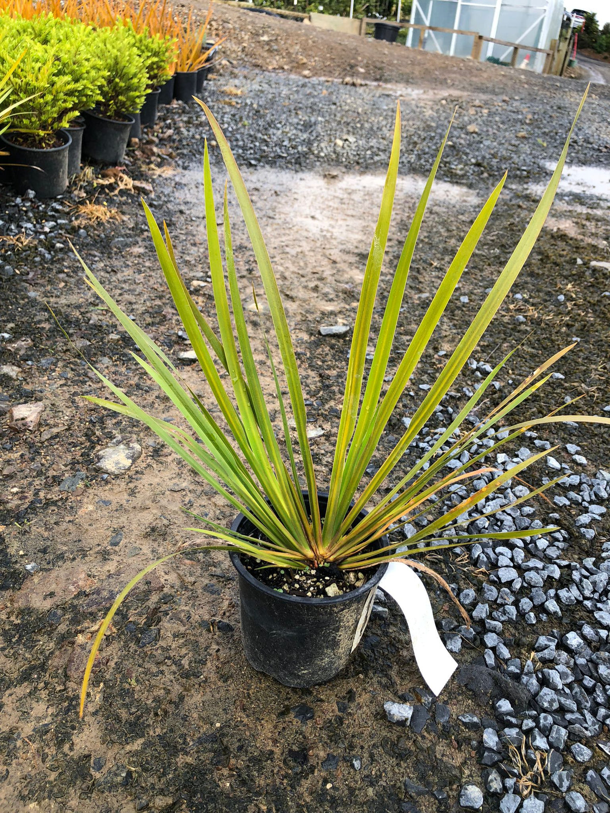 Libertia Grandiflora