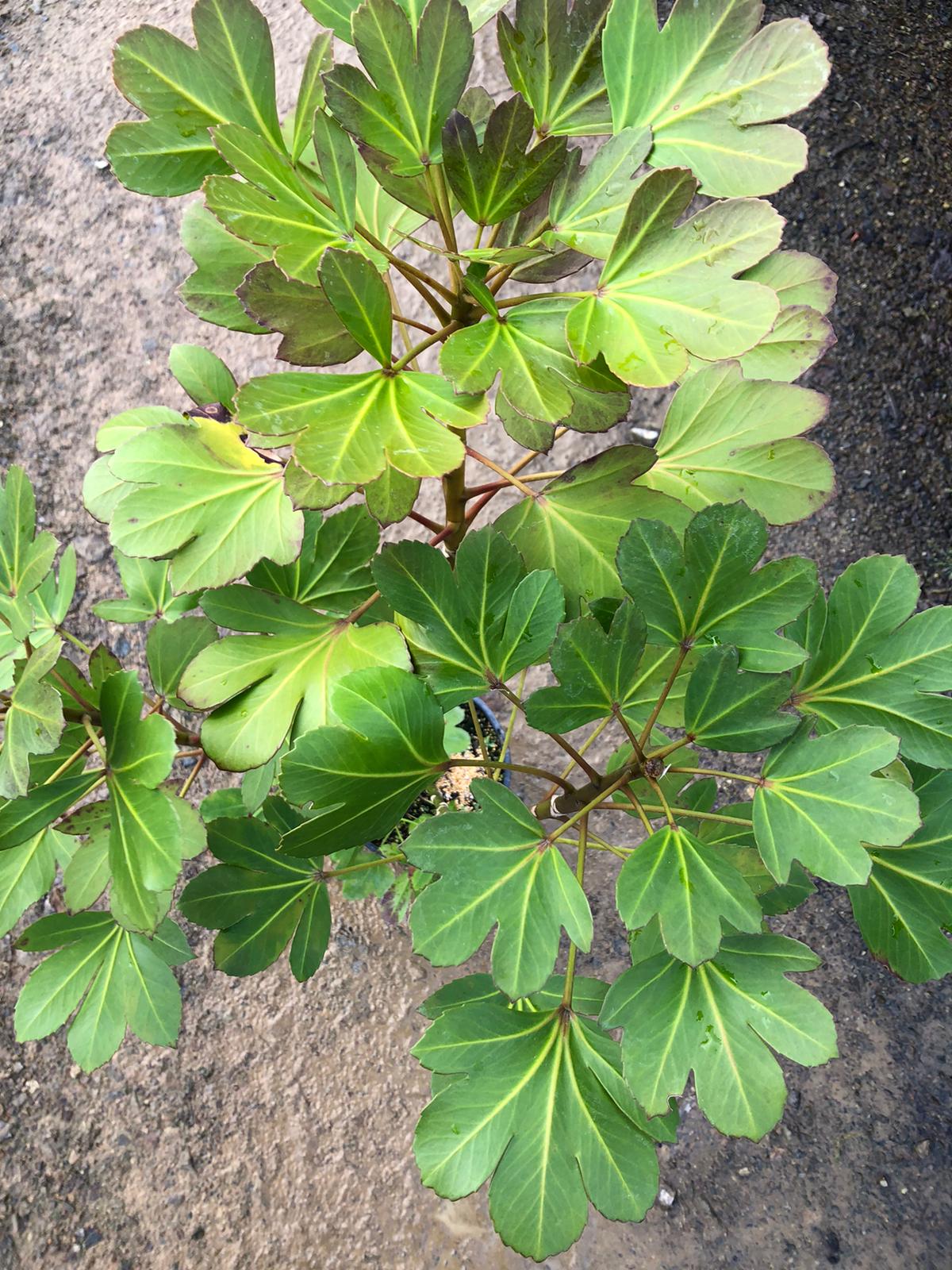 Pseudopanax Cyril Watson