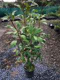Pseudopanax 'Trident'