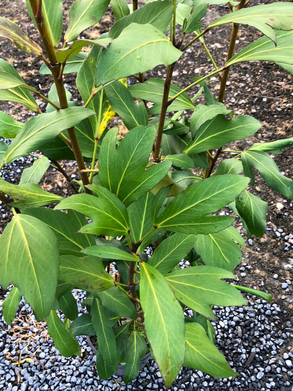 Pseudopanax Trident