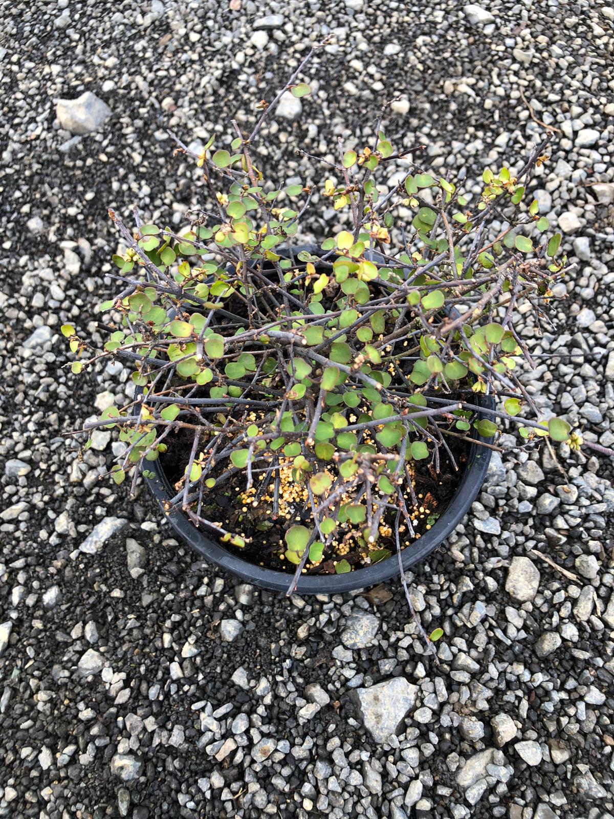 Muehlenbeckia Complexa