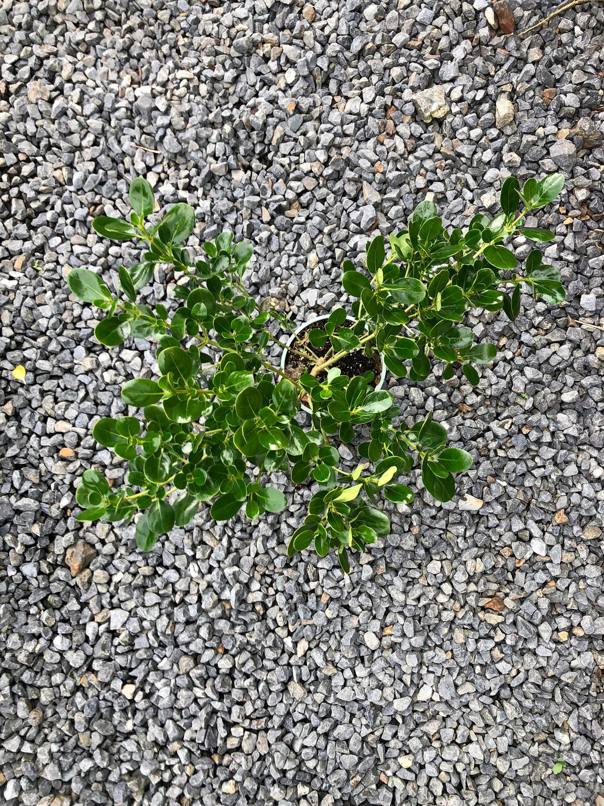 Coprosma Poor Knight