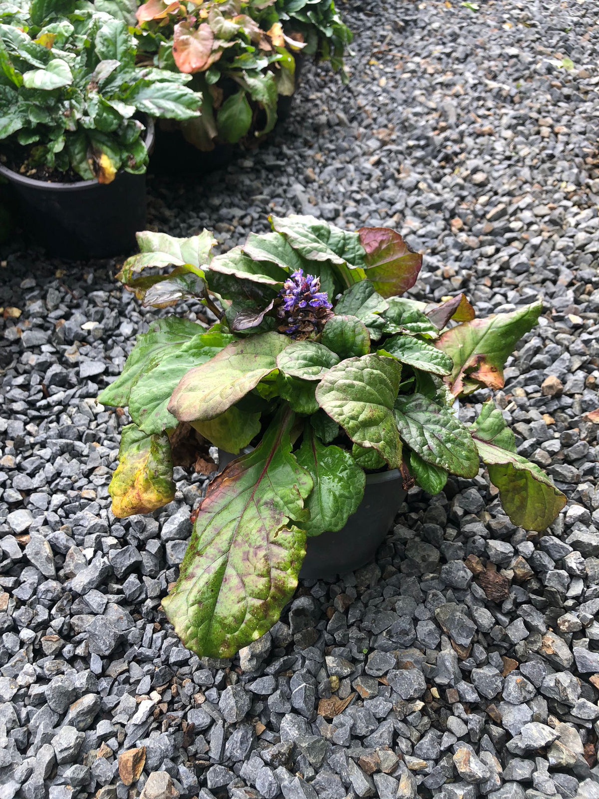 Ajuga Jungle Beauty