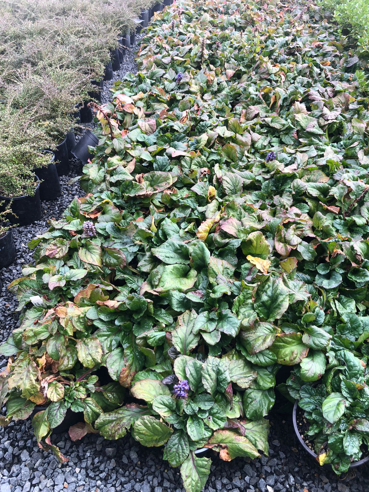 Ajuga Jungle Beauty