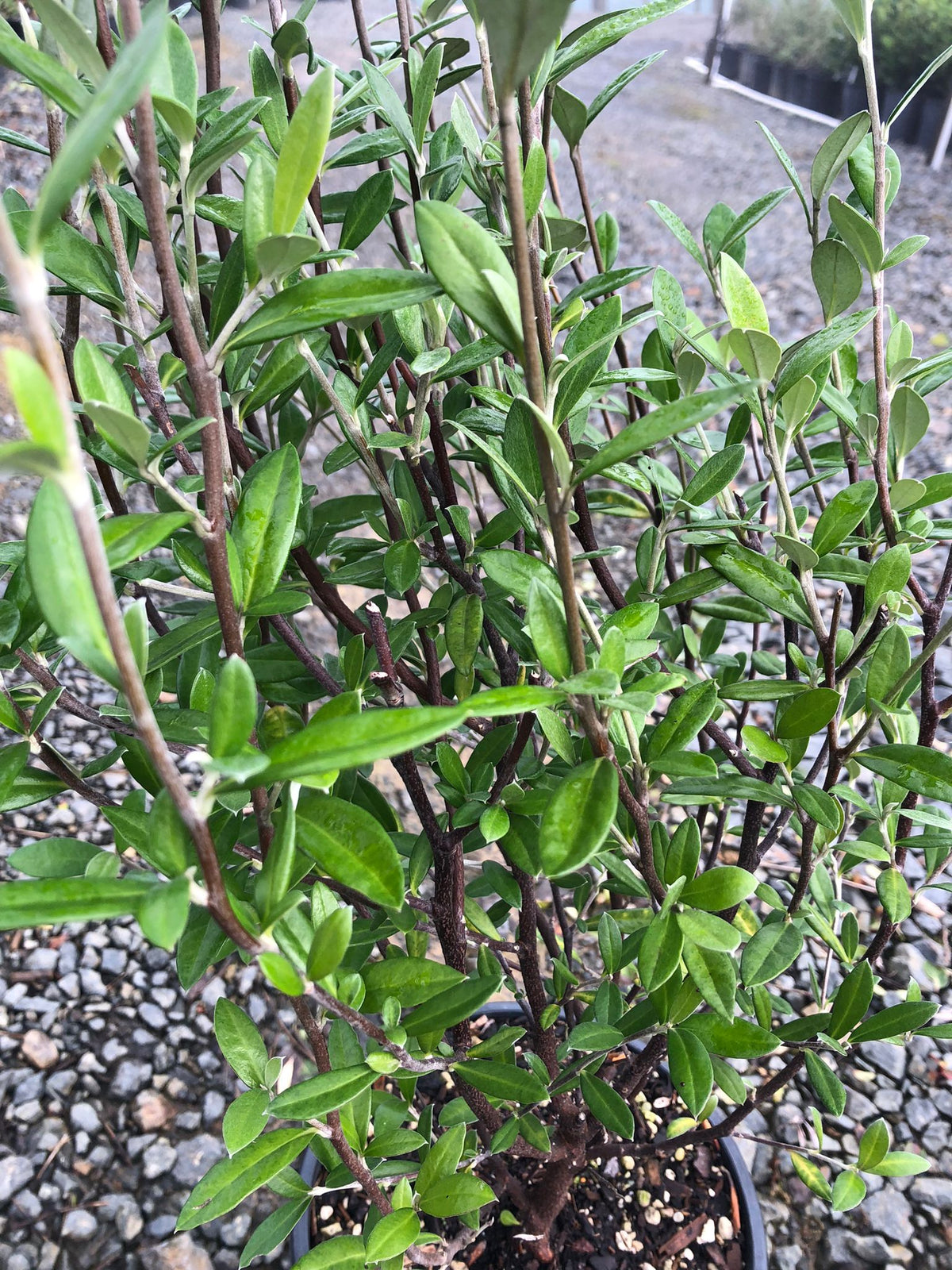 Corokia Geentys Green