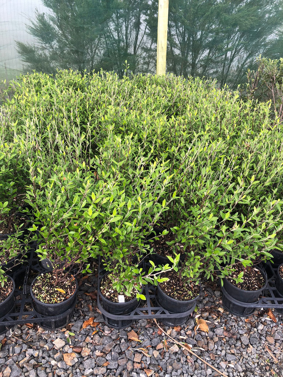 Corokia Geentys Green