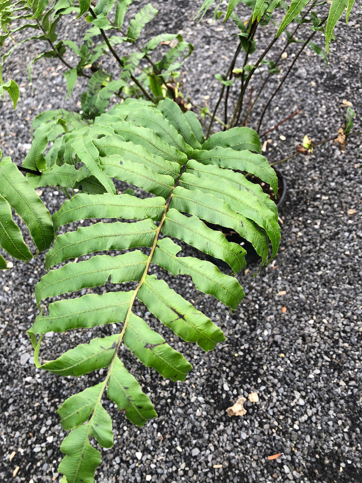 Blechnum Novae-Zelandiae