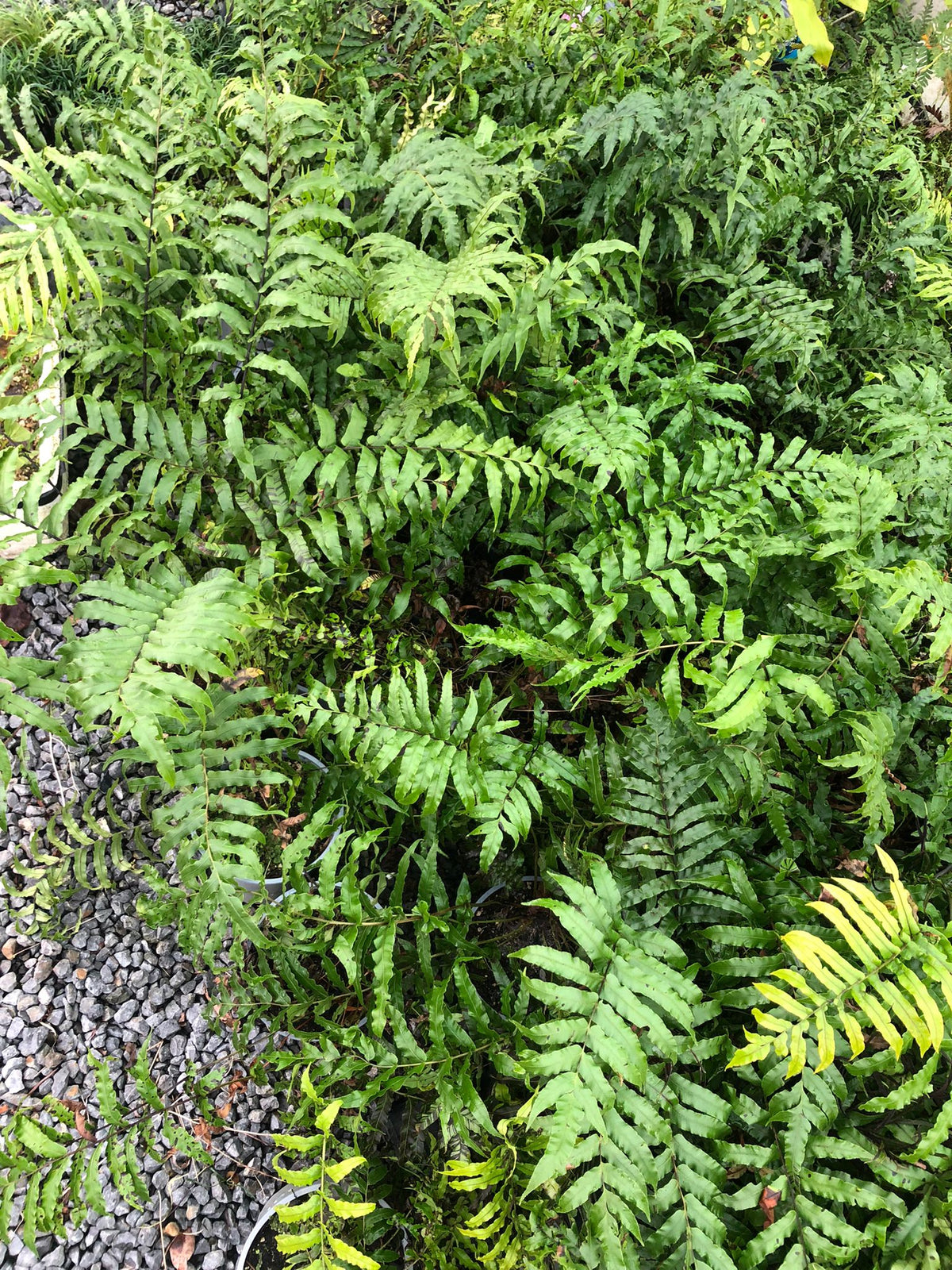 Blechnum Novae-Zelandiae