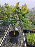 Citrus lime 'Tahitian'