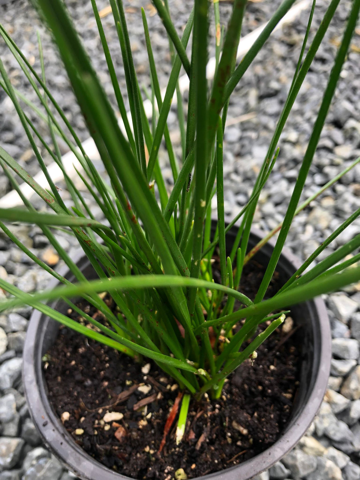 Zephyranthes Candida