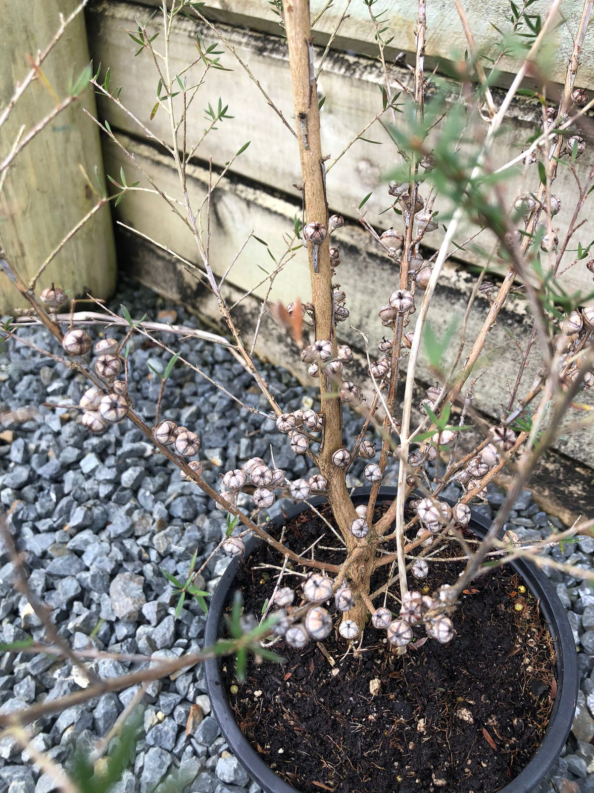 Leptospermum Wiri Susan