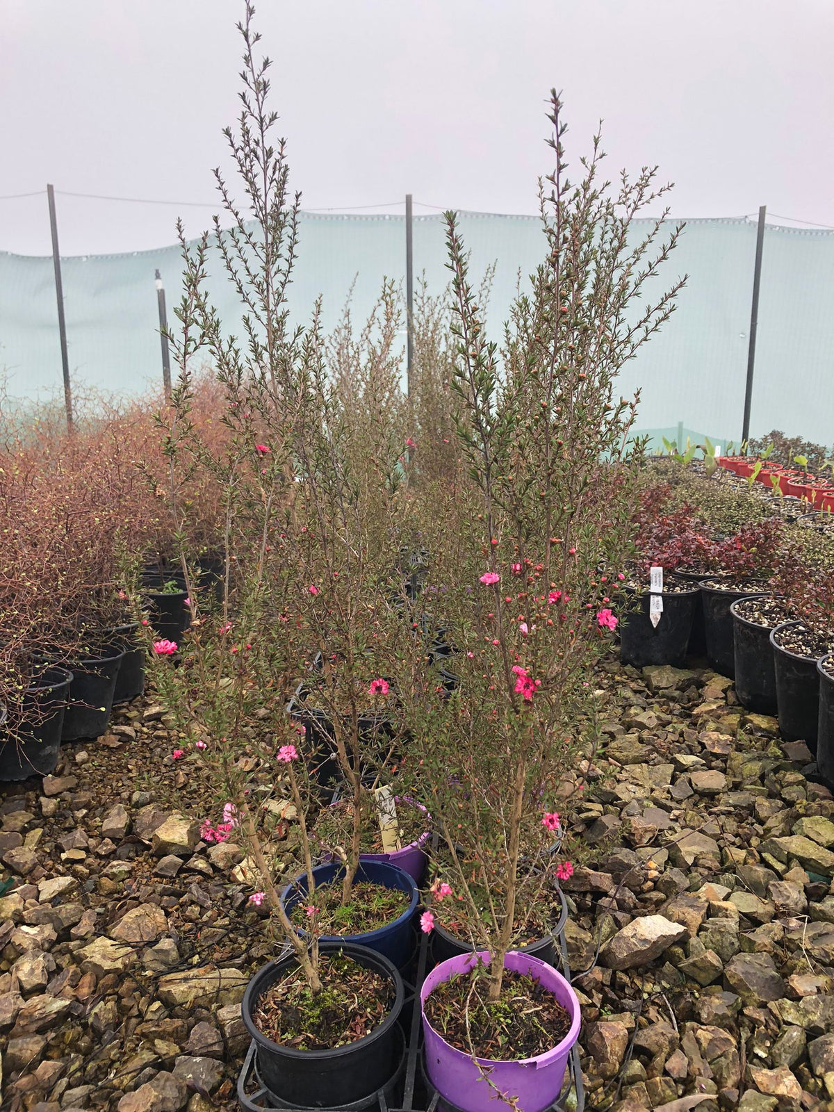 Leptospermum Wiri Joan