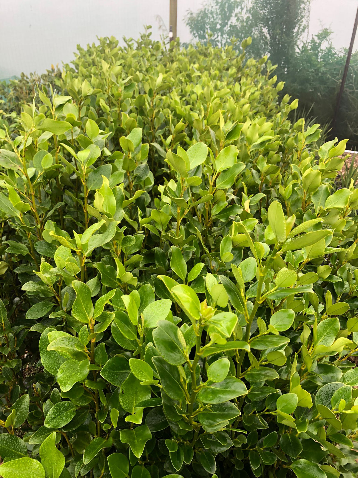 Griselinia Lucida