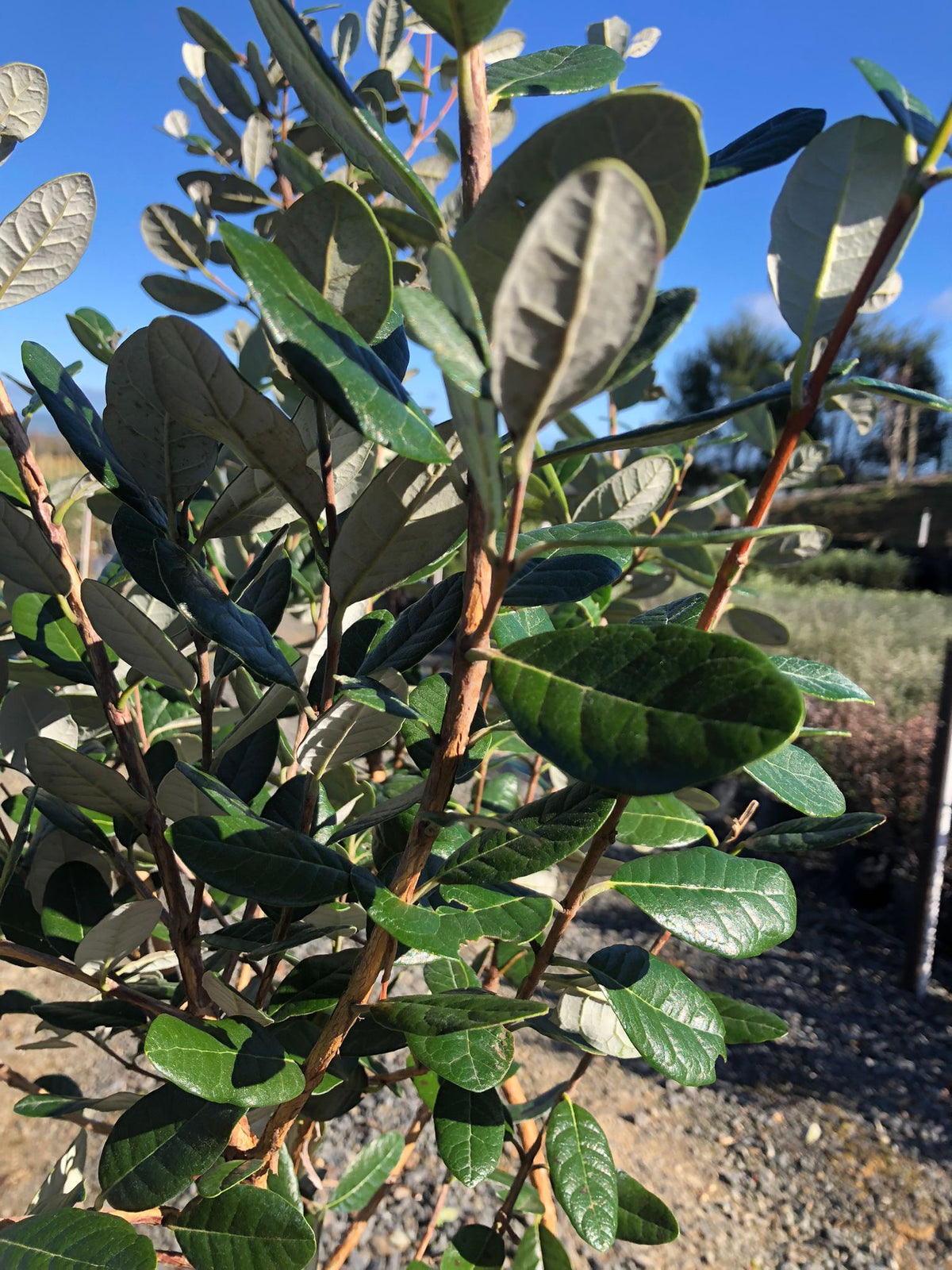 Feijoa Den's Choice