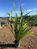 Phormium cookianum