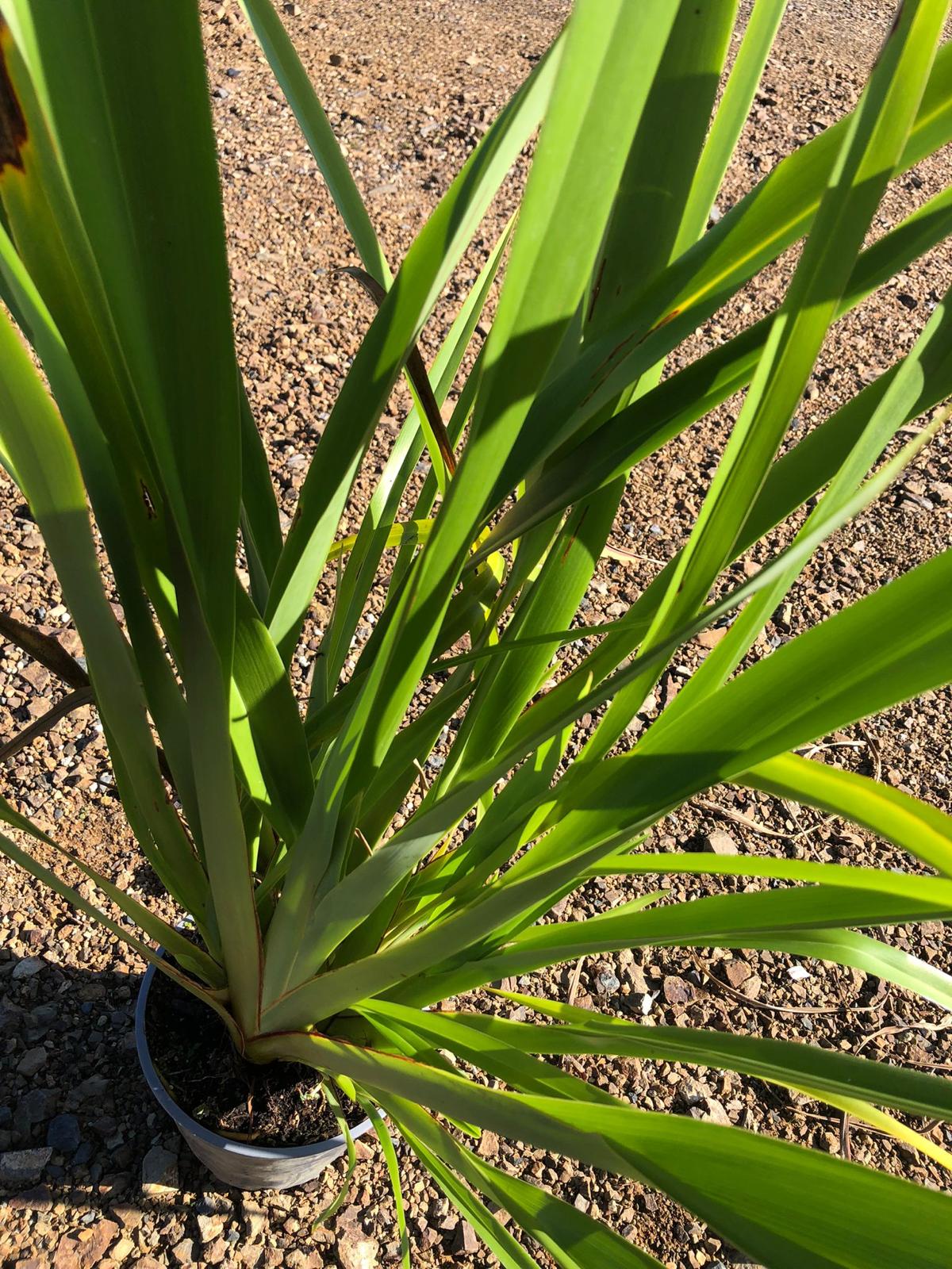 Phormium Cookianum