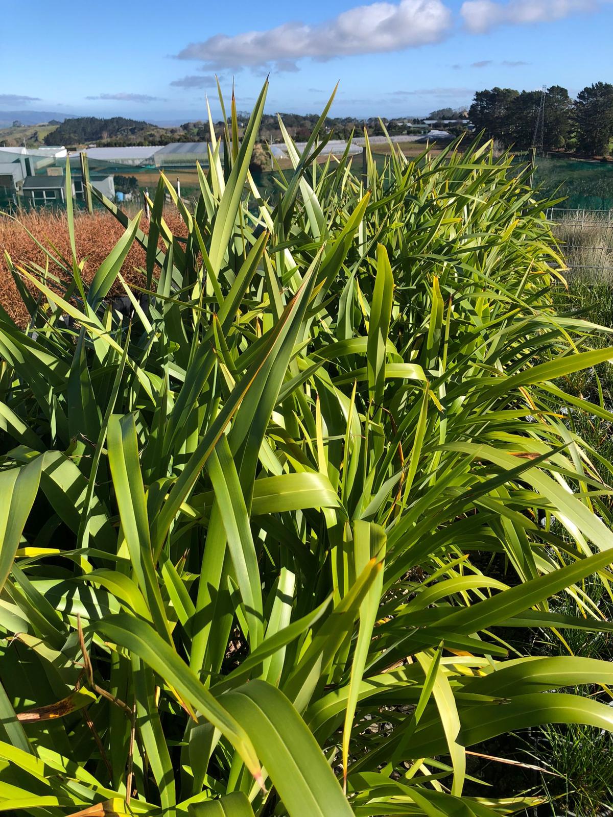 Phormium Cookianum