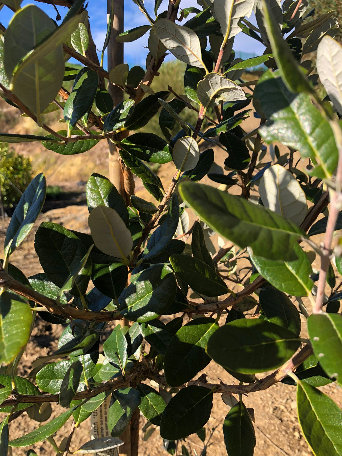 Feijoa Unique