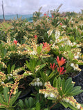 Pieris Temple Bells