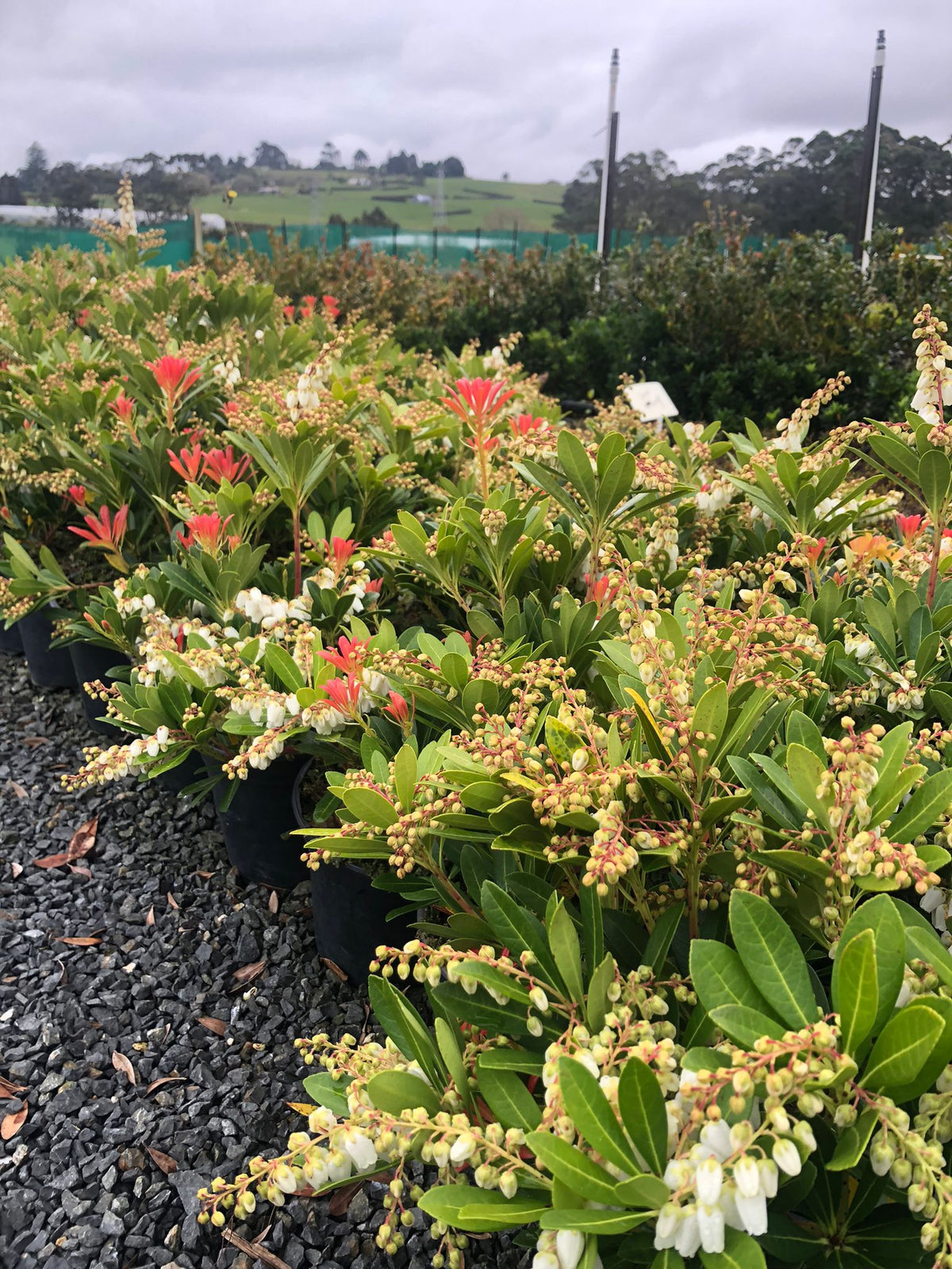 Pieris Temple Bells