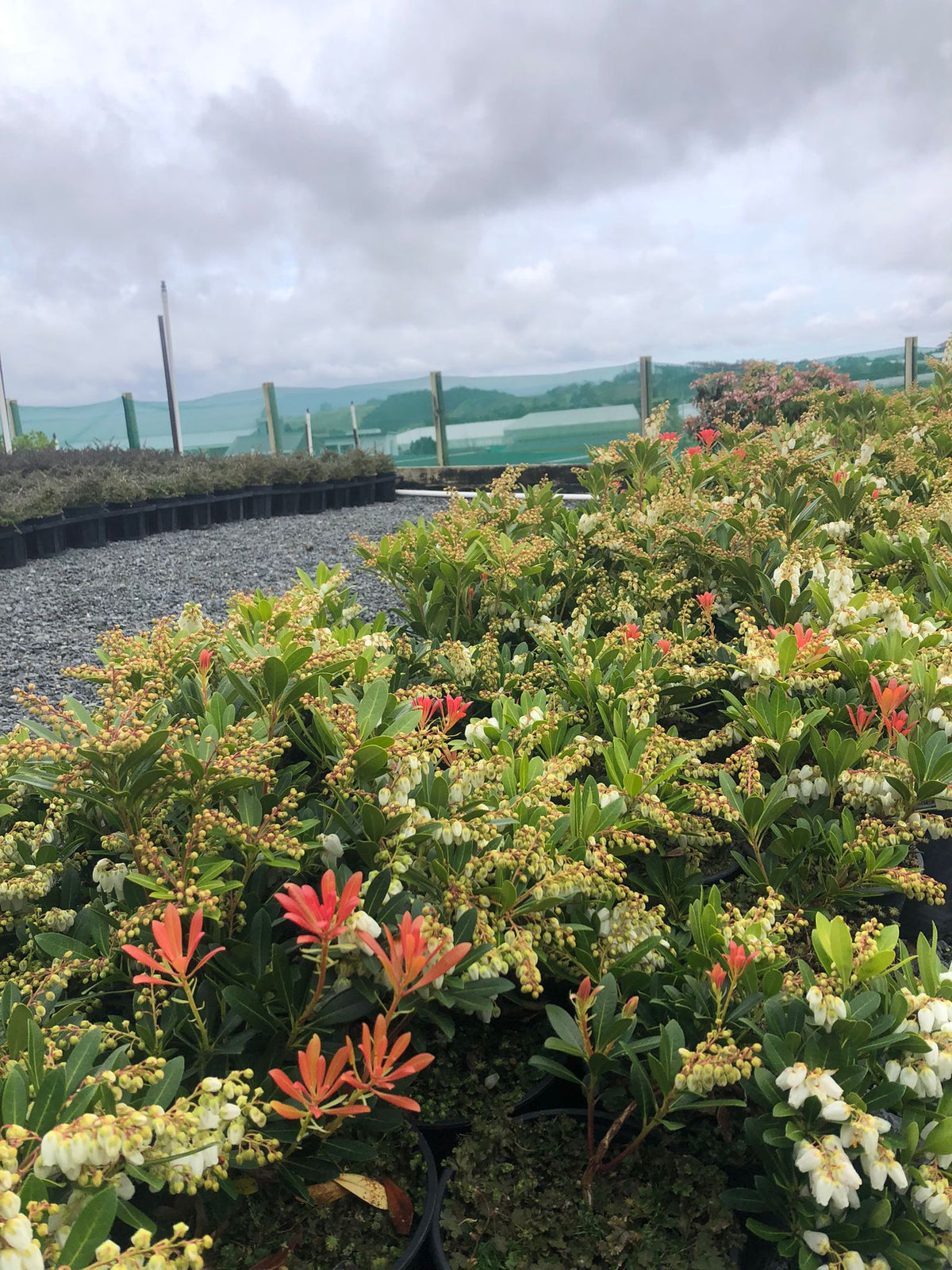 Pieris Temple Bells