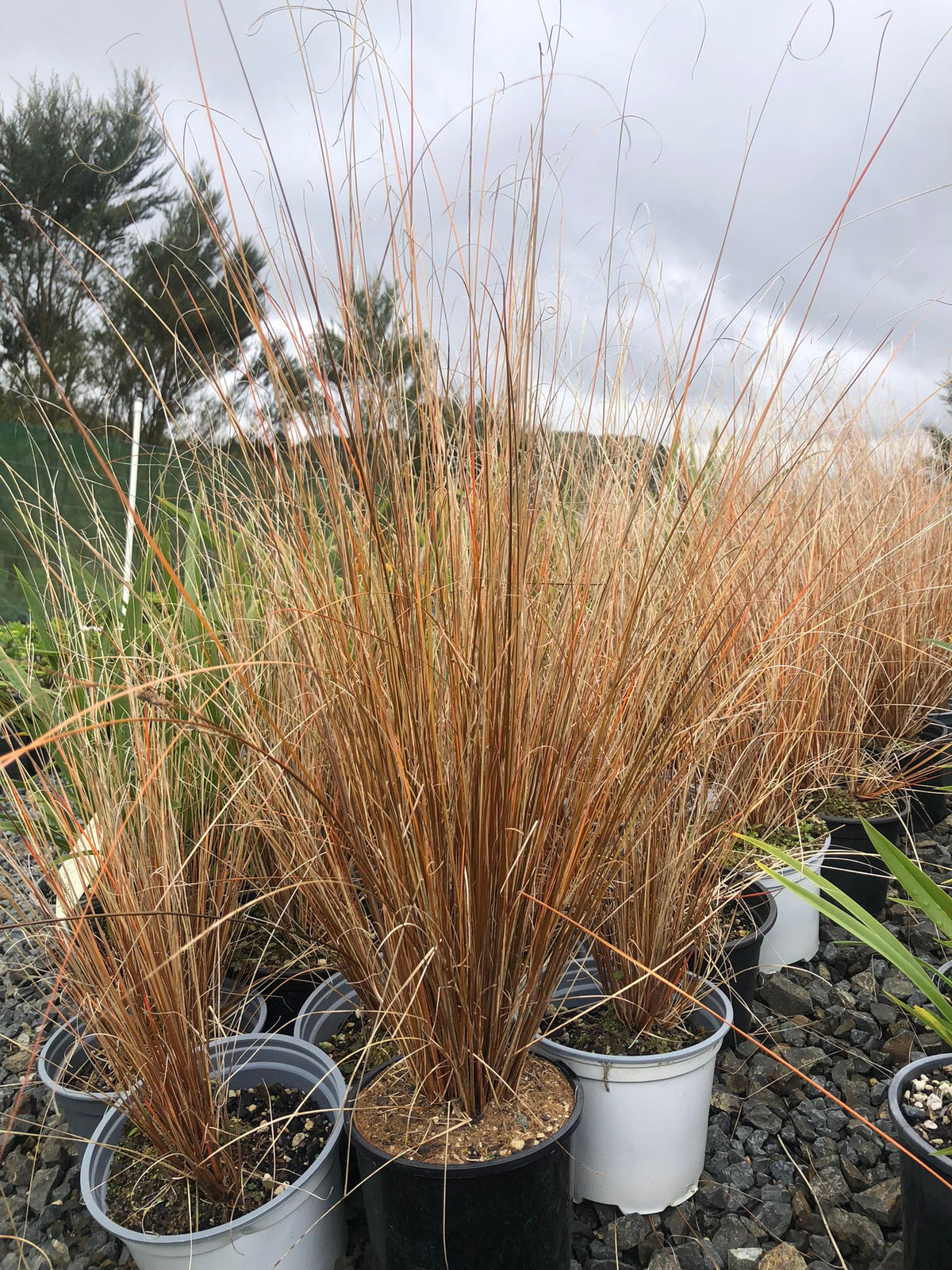 Carex Buchananii