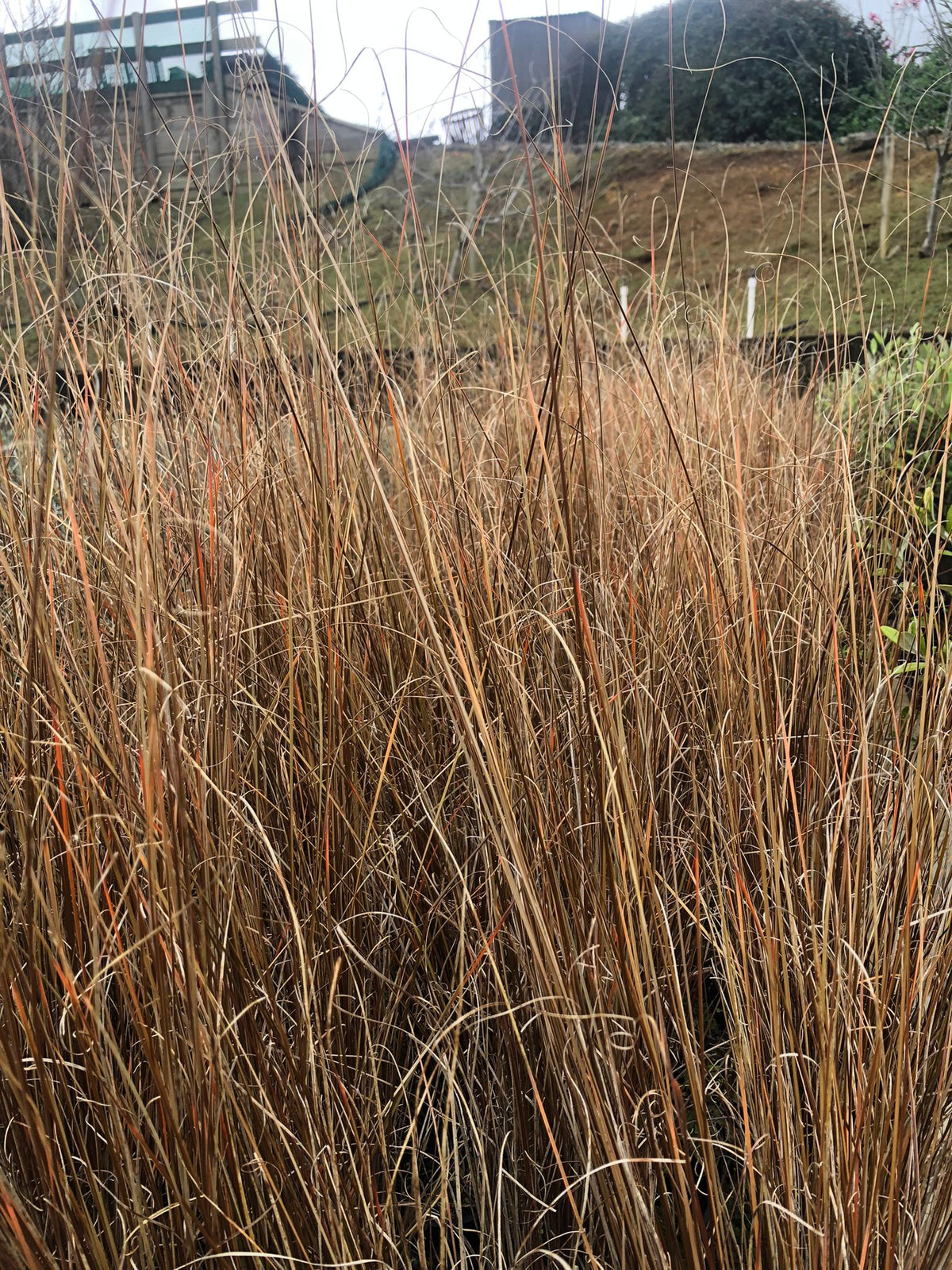 Carex Buchananii