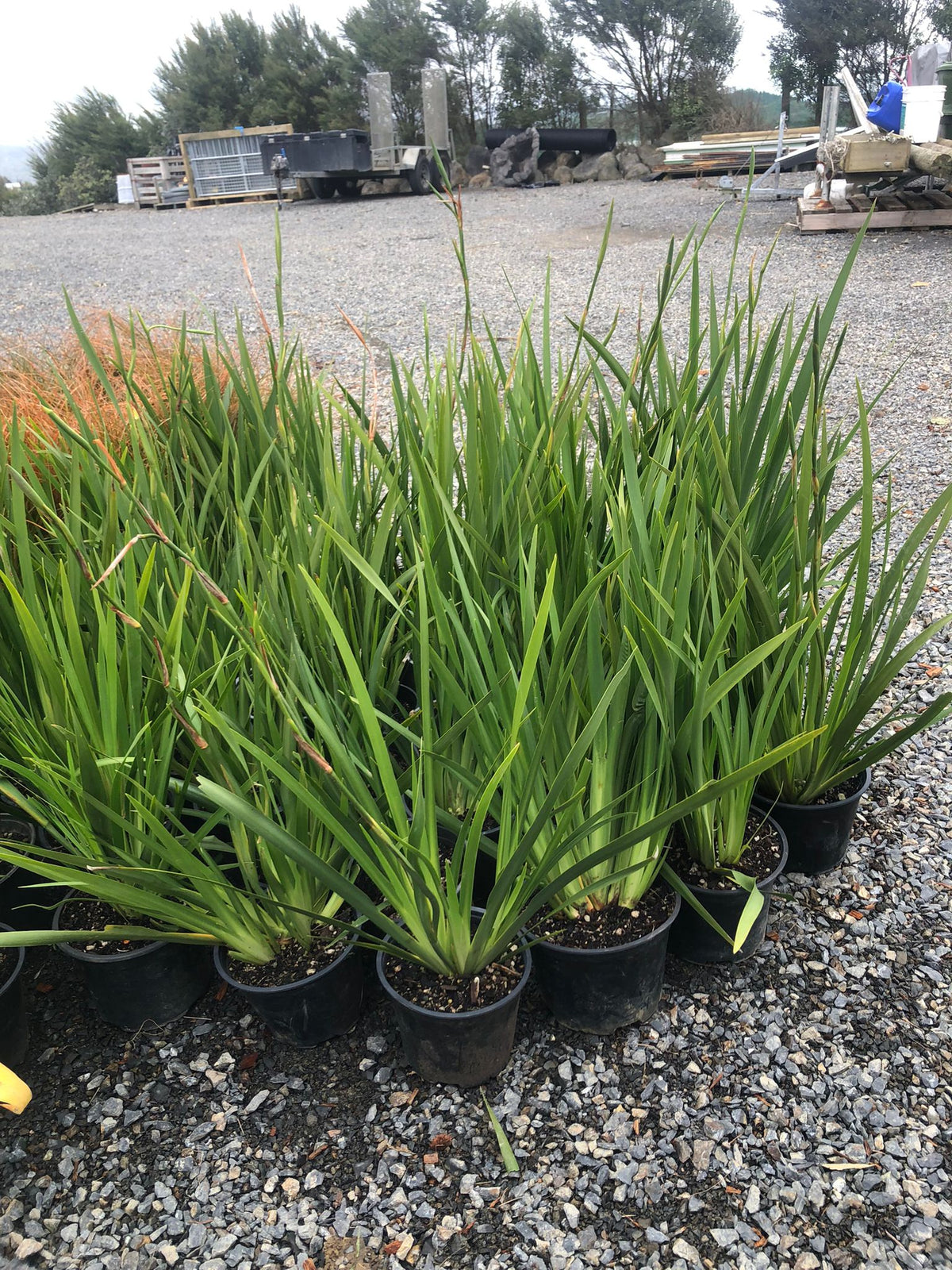 Dietes grandiflora