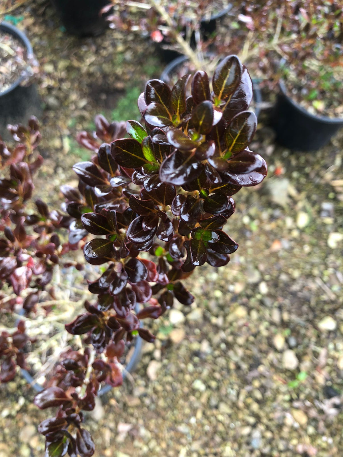 Coprosma Karo Red