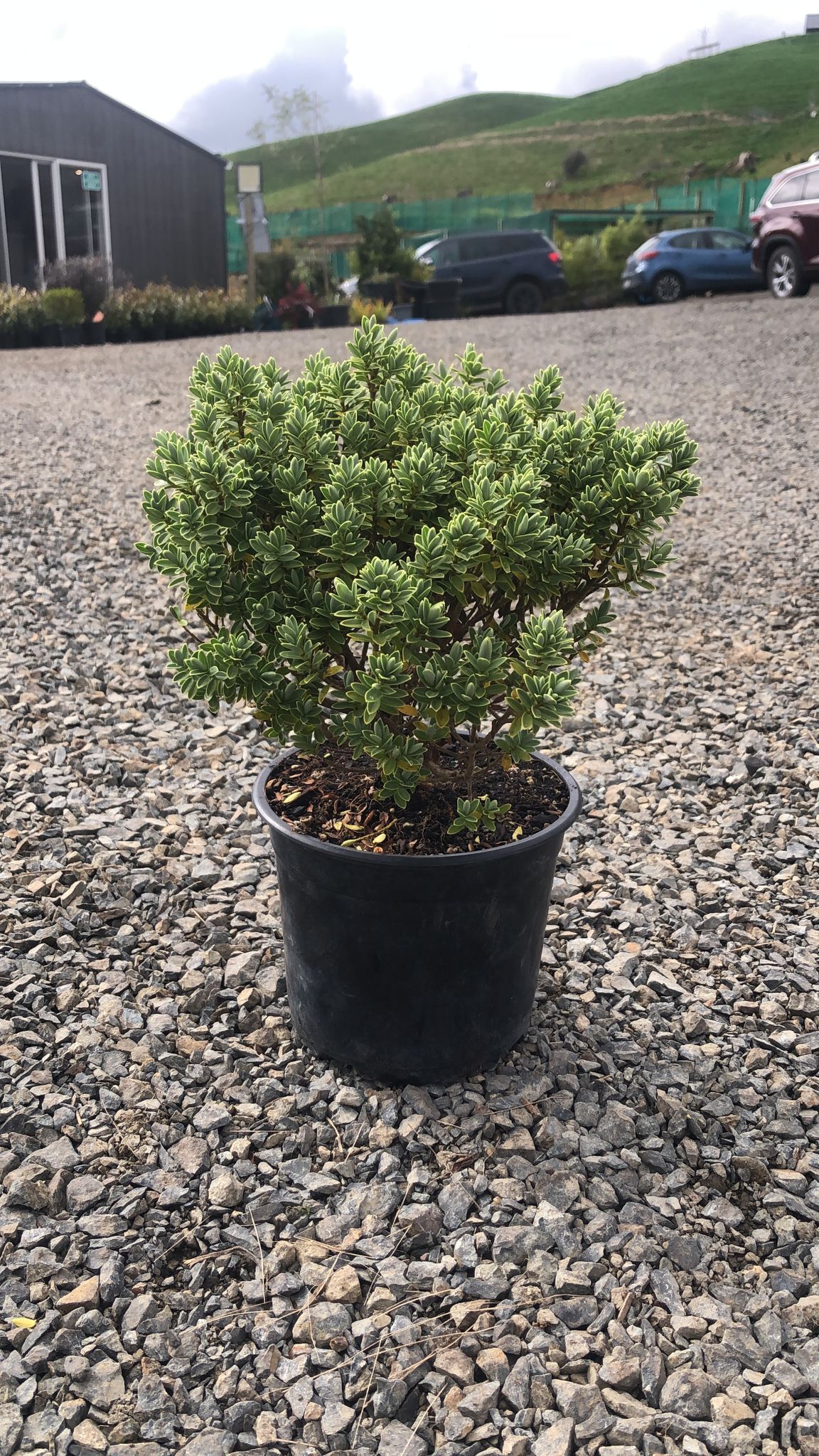 Hebe Sutherlandii 2L