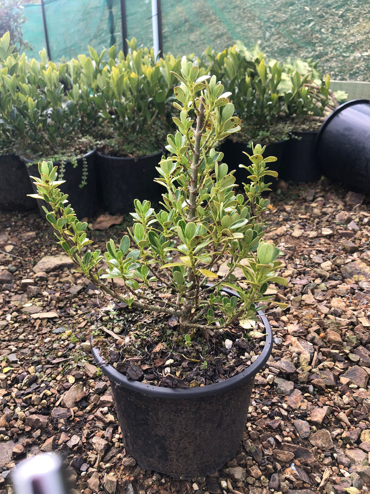 Coprosma Mini Mac