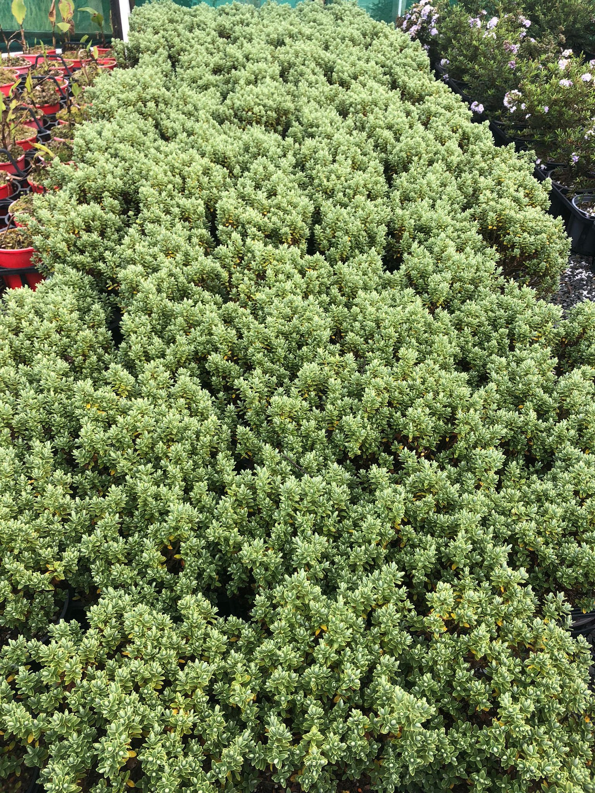 Hebe Sutherlandii 2L