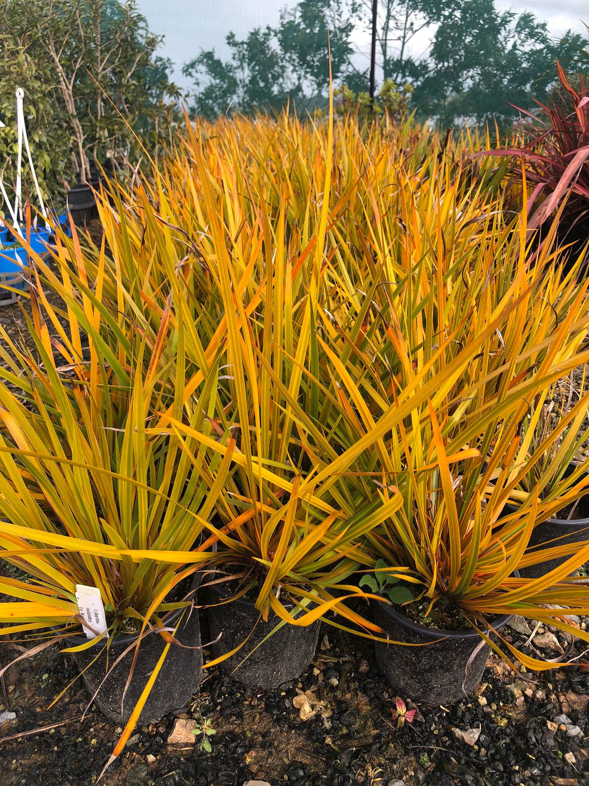 Libertia Ixioides