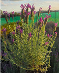 Lavandula stoechas 'Major'