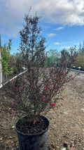Leptospermum scoparium 'Wiri Kerry'