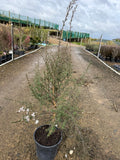 Leptospermum 'Wiri Susan'