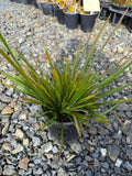 Libertia grandiflora