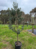 Metrosideros excelsa 'Māori Princess'