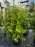 Michelia 'Figo'
