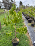 Michelia ‘Bubbles’