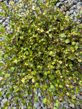 Muehlenbeckia axillaris