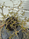 Pennantia corymbosa