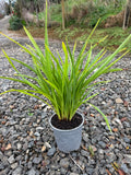 Phormium 'Emerald Gem'