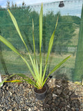 Phormium tenax