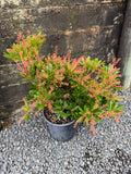 Pieris Temple Bells